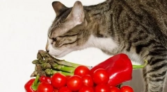 Prirodna hrana za mačku